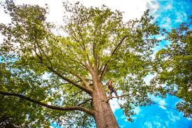 Best Seasonal Cleanup (Spring/Fall)  in Irondale, GA
