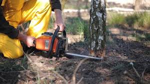 Professional Tree Removal in Irondale, GA