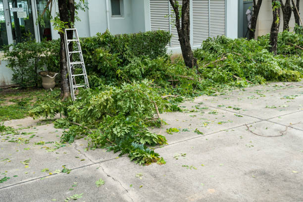 Best Tree Removal  in Irondale, GA