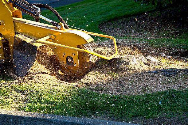 Lawn Watering Services in Irondale, GA