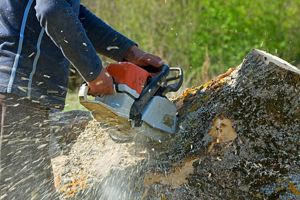 Leaf Removal in Irondale, GA