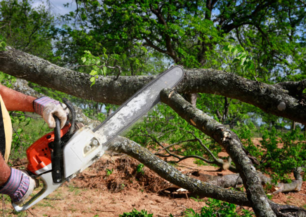 Best Lot and Land Clearing  in Irondale, GA